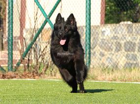 Siyah Alman Çoban Köpeğimiz Dark Von Petworld