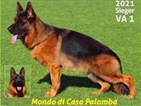Dünya şampiyonu Mondo di Casa Palomba'nın oğlu Ballack vom Externstein ve Dünya V37 Xaya vom Extrernstein'in yavruları annelerinden ayrıldılar