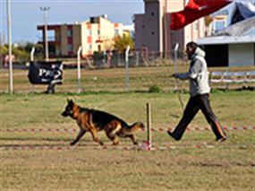 2011 Türkiye Şampiyonası'nda En Başarılı Çiftlik Petworld Oldu