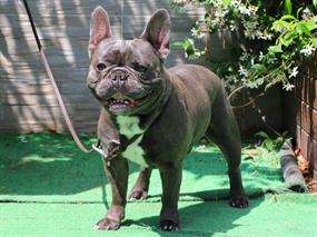 Pansiyonerimiz French Bulldog Happy