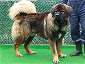 Kafkas Çoban Köpeği Çavuş, düzenli pansiyonerimiz :)