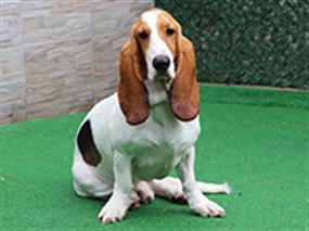 Basset Hound ve Dachshund dostlarımız misafirimizdi