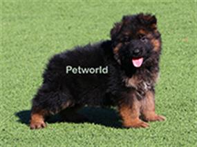 Kızıllık ve maske arayanlar için Rocco von Petworld