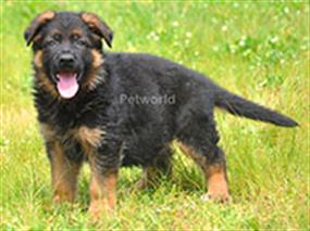 Şampiyon soyundan gelen Kaju von Petworld