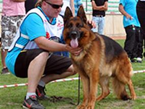 Efsane köpeğimiz Wisky Bursa Şampiyonu oldu