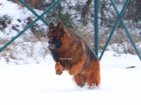 Macera Tutkunu Alman Çoban Köpeklerimizin Kar Keyfi