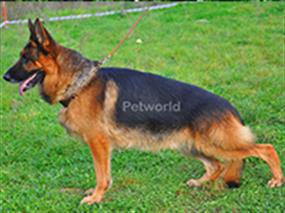Aile ortamı için ideal köpeğimiz Darius