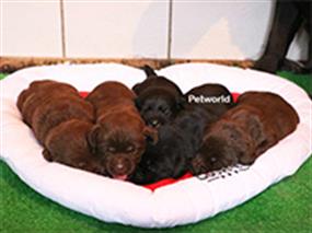 Chocolate ve Black Labrador yavrularımız dünyaya geldi