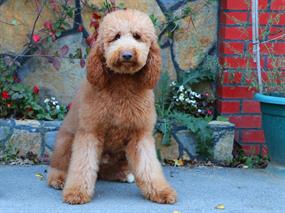 Sevgili Berent ailesinin Labradoodle dostu Bo