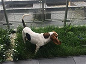 Basset Hound Jerry, eğitimlerini başarıyla tamamladı