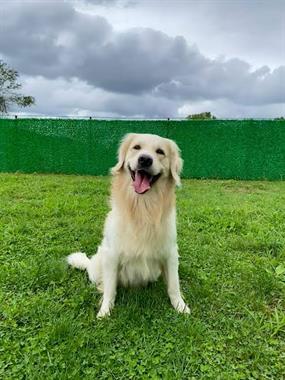 Pansiyonerlerimizden Golden Retriever Latte