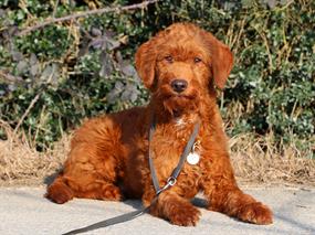 Pansiyonerlerimizden Labradoodle Dodo