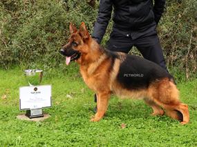 2023 Top Dog Ödüllüne Sahip Olan Gerry vom Land Mecklenburg