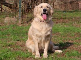 Pansiyon Müdavimlerimizden Golden Retriever Pamuk