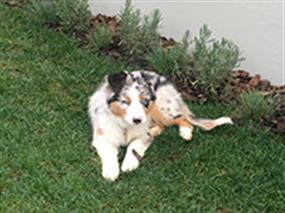 Australian Shepherd Indi, evinde eğitim hizmeti alıyor