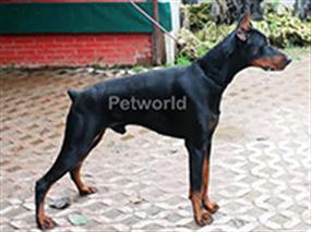 Doberman cinsi pansiyonerimiz Mike