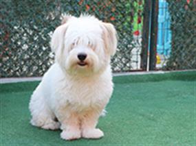 Coton de Tulear Romeo, pansiyonumuzda bizimleydi