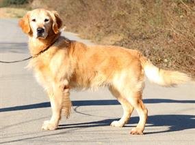 Uzun Süreli Pansiyonerimiz Golden Retriever Erik