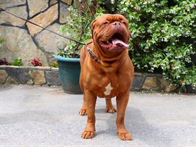 Pansiyon Bölümü Müdavimlerimizden Dogue de Bordeaux Milly