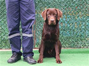 Nasrin Baghari'nin Chocolate Labrador yavrusu pansiyonumuzda