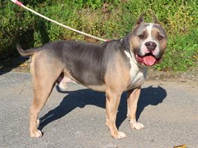 Pansiyonerlerimizden American Bully Dostumuz Boss