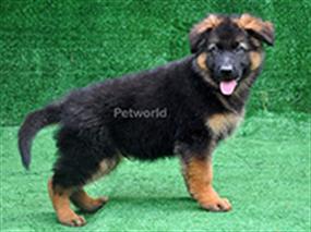 Figo'nun oyuncu oğlu Joy von Petworld