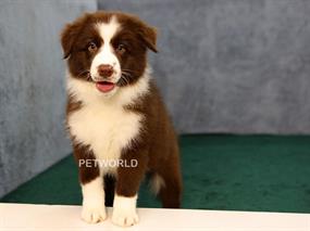  Dünyanın en zeki cinsi Border Collie yavrularımız 2 aylık oldular