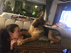 Çuhadaroğlu ailesinin Alman Çoban Köpekleri eğitimlerini tamamladı