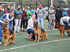 Alman Kurdu Kocaeli Yarışmasında Petworld Rüzgarı