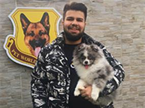 Merle Pomeranian Hugo, eğitimini başarıyla tamamladı