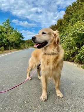 Uzun Süreli Pansiyonerimiz Golden Retriever Erik 