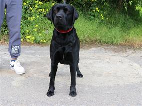 Pansiyonerimiz Labrador Leia