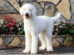 Sevgili Gamze Hanım'ın Labradoodle Dostu Betty'i Ağırladık