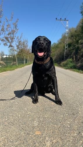 Pet Otelimizin Daimi Müdavimlerinden Labrador Chang 