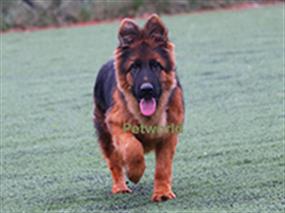 Gururumuz Nicholas'ın yavrusu Dora von Petworld