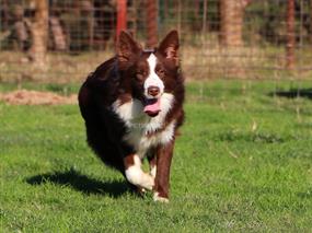 Dünya'nın En Zeki Irkı Olan Kahve Beyaz Bordor Collie Yavrularımız İçin Sizleri Çiftliğimize Bekliyoruz