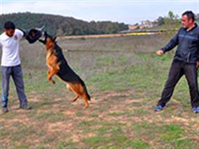 Bodyguard eğitimli Fred satışta