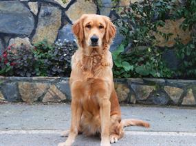 Pansiyonerlerimizden Golden Retriever Leyla