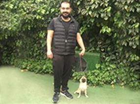 Pug(Mops) Luna, temel itaat eğitimi çalışmasını tamamladı