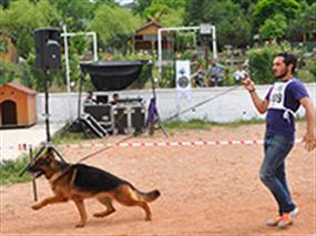 Ankara Şampiyonasında 7 köpek 7 kupa