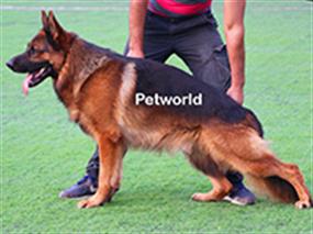 Nicholas von Petworld'ün muhteşem yavruları