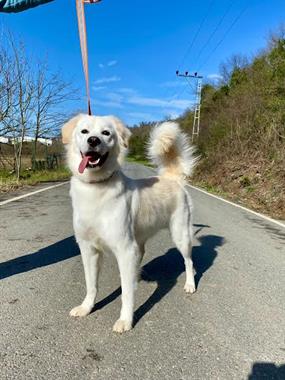 Köpek Oteli Daimi Müdavimlerimizden Golden Bobi 