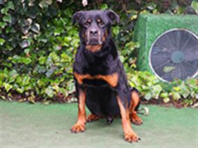 Rottweiler Brando çiftliğimizde pansiyon misafirimiz