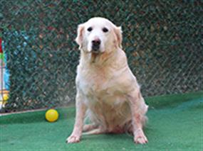 Akıllı dostumuz Golden Retriever Susi, pansiyon misafirimiz