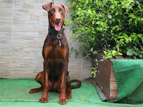 Pansiyonerimiz Doberman Thor