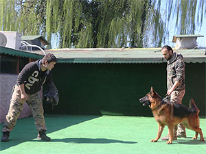 Alman Kurdu benim için uygun köpek mi?