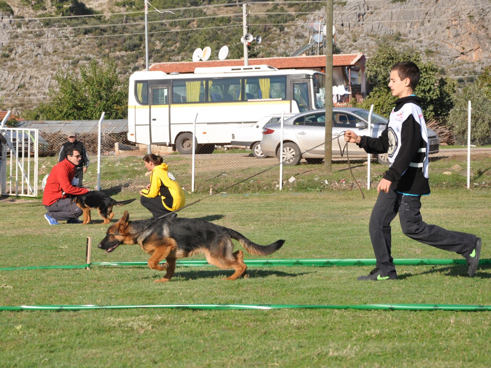 köpeklere yarışmalara hazırlık eğitimi