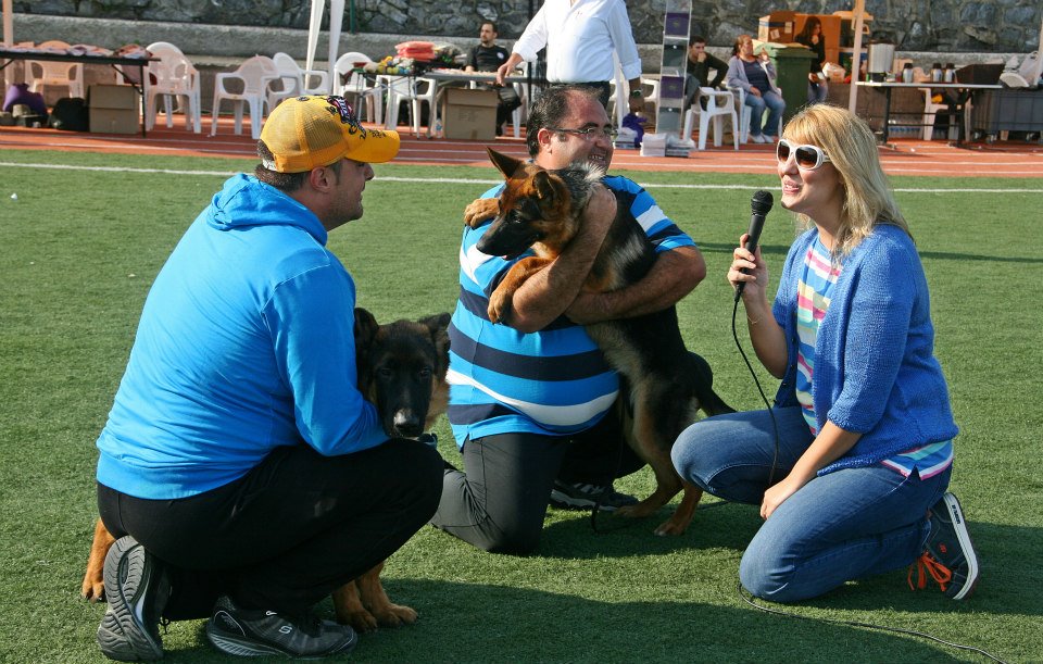 köpeklere yarışmalara hazırlık eğitimi