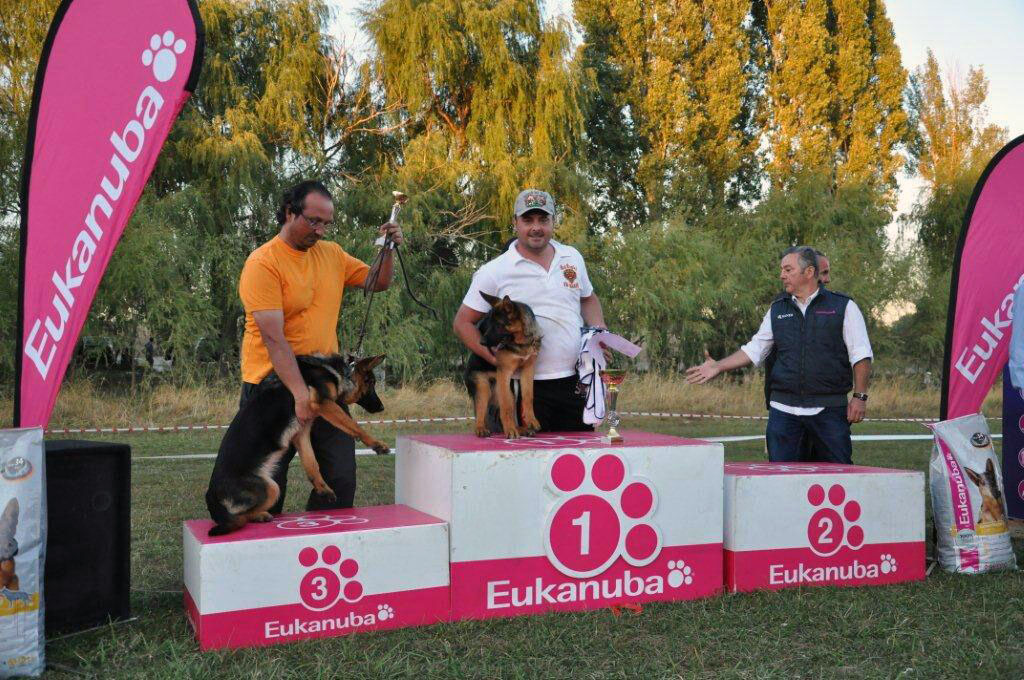 köpeklere yarışmalara hazırlık eğitimi