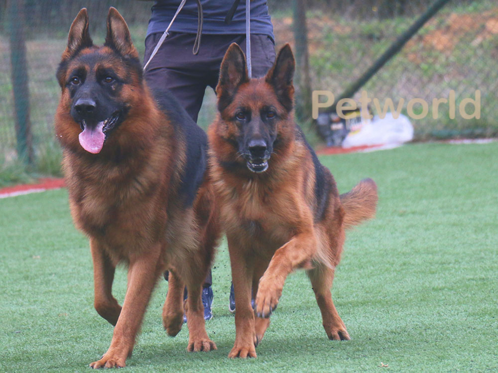 Alman Kurdu erkek ve dişi köpek